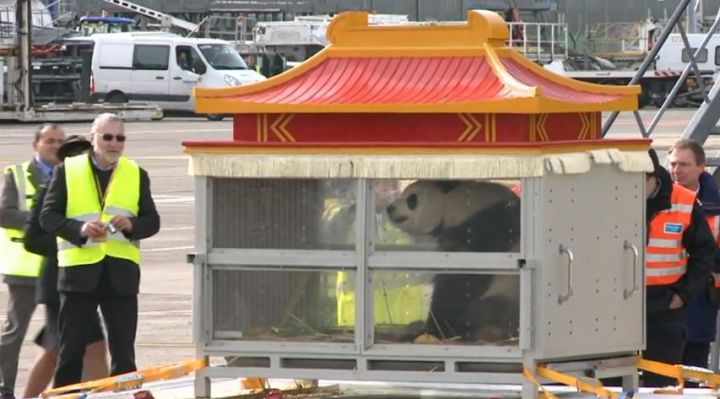 VIDEO. Le couple star de pandas chinois est arrivé en Belgique