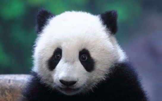 Belgique : tapis rouge pour deux pandas géants prêtés par la Chine