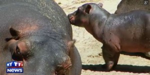 Choisissez le nom de ce bébé hippo !