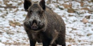L'industrie du porc en danger après des cas de peste porcine en... Lituanie !