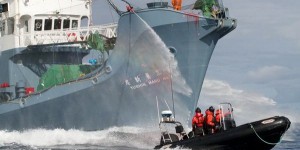 Tokyo doit arrêter la chasse à la baleine dans l'Antarctique