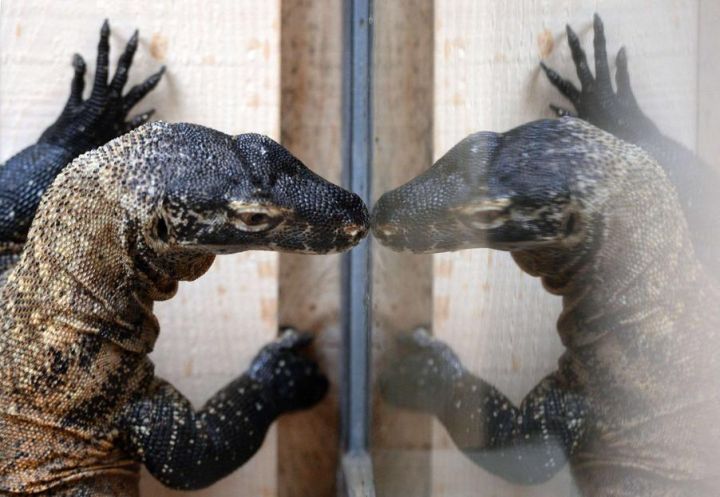 EN IMAGES. Des bébés dragons de Komodo à la Ferme aux crocodiles