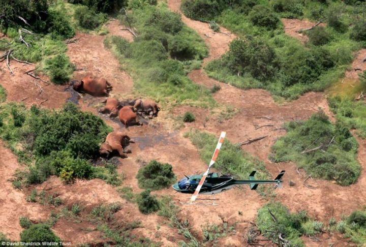 Kenya : des braconniers massacrent six éléphants dont quatre petits