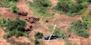 Kenya : des braconniers massacrent six éléphants dont quatre petits