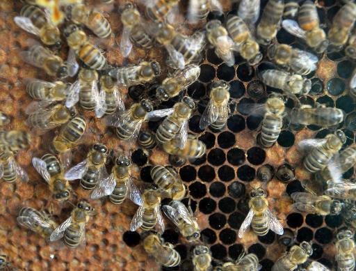 Mortalité des abeilles : non-lieu pour Bayer dans l'enquête sur le Gaucho