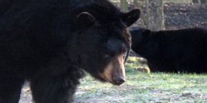 VIDEOS. Le quotidien d'une ourse filmé... par elle-même