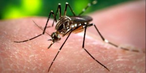 Brésil : un moustique mutant pour éradiquer la dengue avant le Mondial de foot