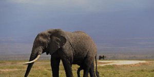 Les éléphants de Tanzanie menacés d'extinction d'ici à sept ans