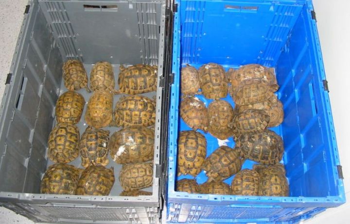 Hérault : les douanes saisissent soixante dix tortues vivantes