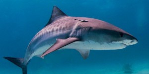 VIDEO. Australie : des dizaines de requins protégés abattus par erreur