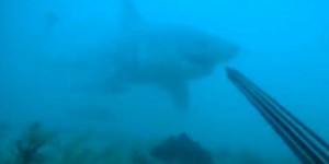 VIDEO. Etats-Unis : un plongeur se filme attaqué par un grand requin blanc