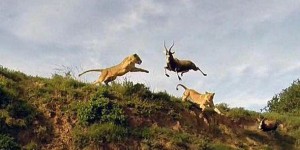 VIDEO. Quand une lionne attrape une antilope en plein «vol» 
