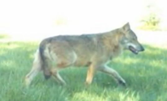 Video. Meuse : un loup s'attaque de nouveau à des ovins 