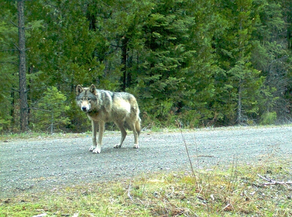 VIDEO. Oregon : un loup parcourt des milliers de km pour trouver l'âme soeur