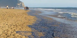 VIDEO. Les plages corses et italiennes recouvertes d'une étrange nappe bleue