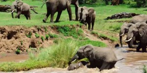 VIDÉOS. Un éléphanteau sauvé des eaux par sa mère