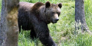 Faut-il remplacer l’ours Balou dans les Pyrénées ?