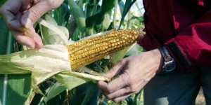 Tarn-et-Garonne : l'Etat fait détruire un champ de maïs OGM