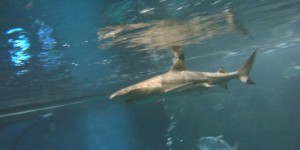 VIDEOS. Les requins au coeur de plusieurs expos à Monaco