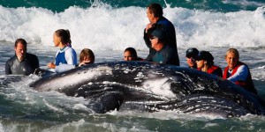 VIDEO. Australie : le baleineau échoué remorqué après 30 h d'efforts 