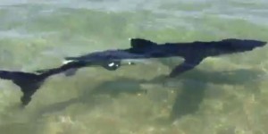 VIDEO. « Nous avons vu le requin bleu » en Corse