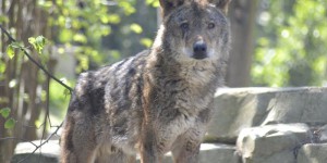 Meuse:   l'abattage d'un loup autorisé après une nouvelle attaque