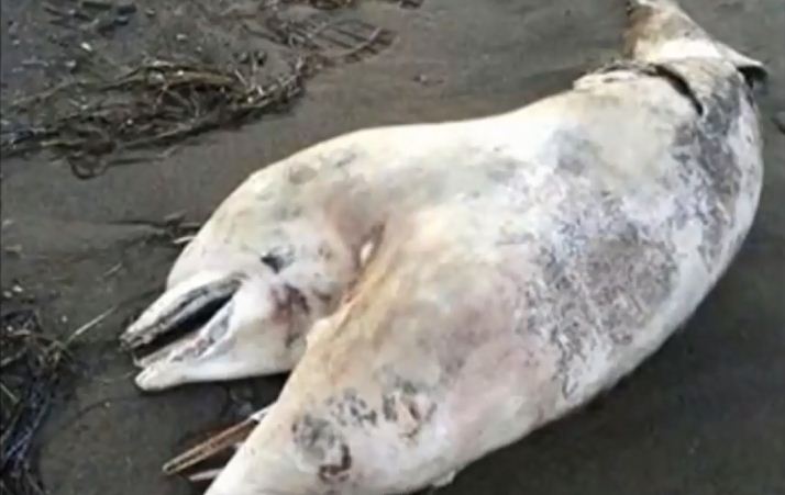 VIDEO. Turquie : un dauphin à deux têtes s'échoue sur une plage