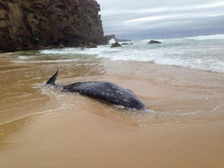 Australie : une baleine à bec, espèce rare de cétacé, s'échoue sur une plage