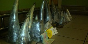 Afrique du Sud : saisie record de cornes de rhinocéros, deux Vietnamiens arrêtés