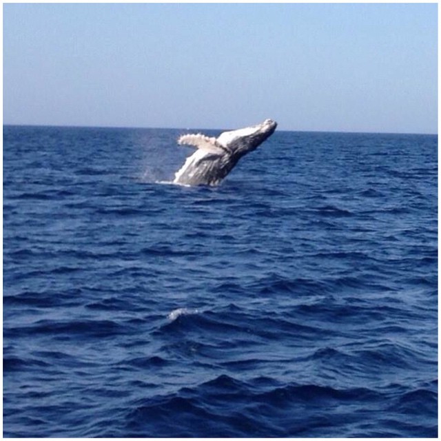 Une baleine à bosse fait son show près des côtes basques