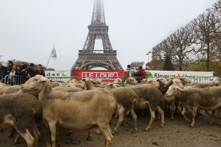 EN IMAGES. La manifestation anti-loup des bergers à Paris