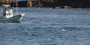 Japon : le groupe Sea Shepherd dénonce la capture d'un dauphin albinos 