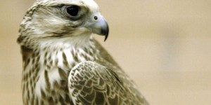 Loiret : rare saisie de trois faucons sacre chez des gens du voyage