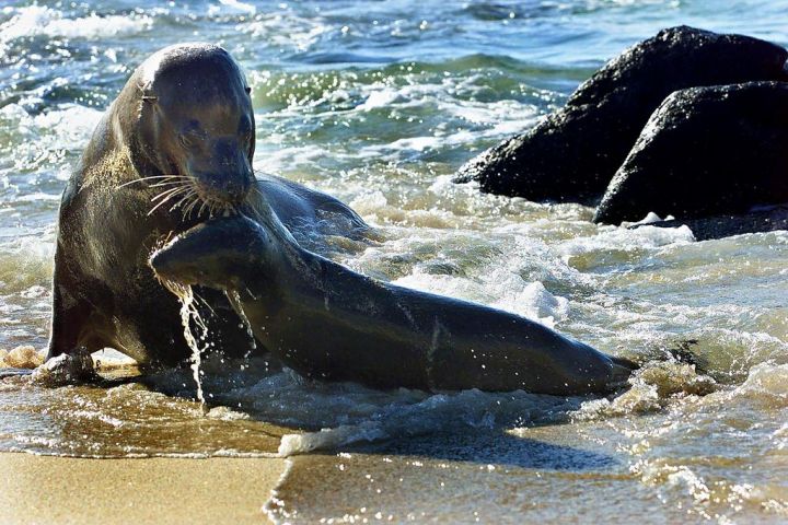 Pérou : 500 lions de mer retrouvés morts sur la côte