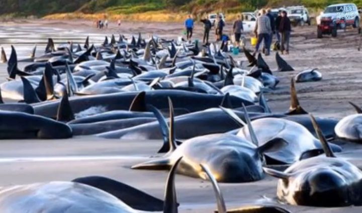 VIDEOS. Nouvelle-Zélande : 58 baleines-pilotes sont mortes depuis mardi