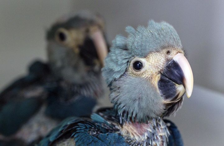 Brésil : naissance de deux perroquets bleus, une première depuis 14 ans