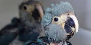 Brésil : naissance de deux perroquets bleus, une première depuis 14 ans