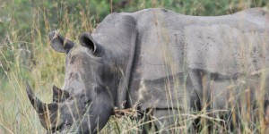 Afrique du Sud : le massacre de rhinocéros atteint un nouveau record