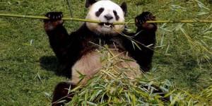 Chine : deux pandas tués et un troisième touché par un dangereux virus