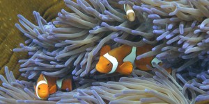 Grande barrière de corail : l'Australie va interdire le déversement de déchets