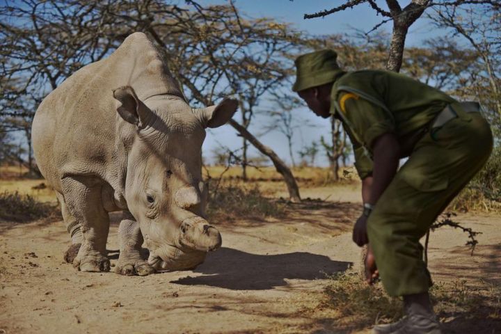 VIDEOS. Kenya : l'extinction programmée des rhinocéros blancs du Nord