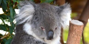 Australie : des centaines de koalas euthanasiés en 2013 et 2014