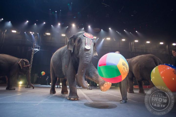 Un célèbre cirque américain renonce aux numéros d'éléphants