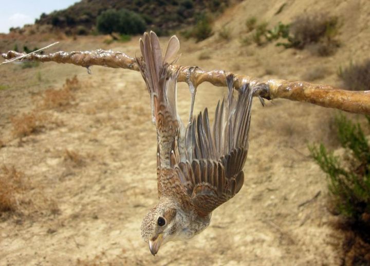 Chypre : deux millions d'oiseaux migrateurs braconnés à l'automne dernier