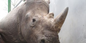 EN IMAGES. Spectaculaire «livraison» de deux rhinocéros blancs au zoo de Thoiry