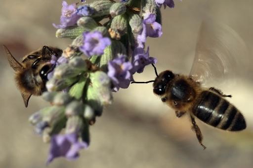 Mortalité des abeilles : l'Assemblée interdit les insecticides néonicotinoïdes