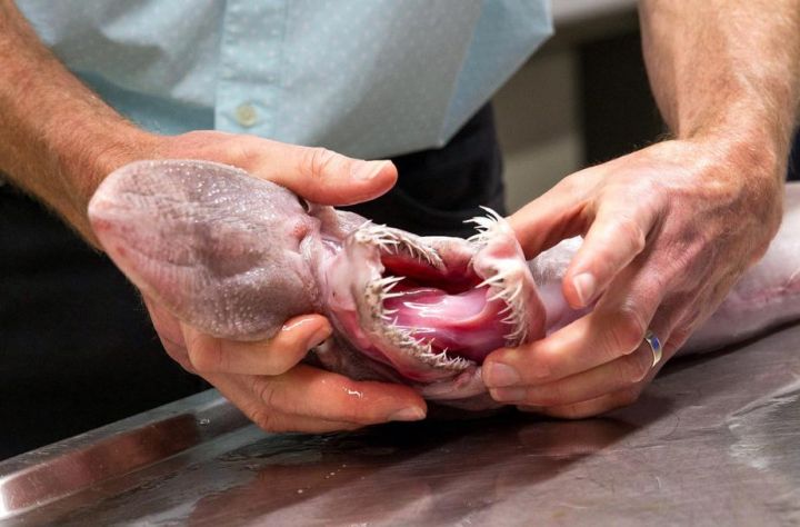 Un requin préhistorique, l'«alien des abîmes», pêché en Australie