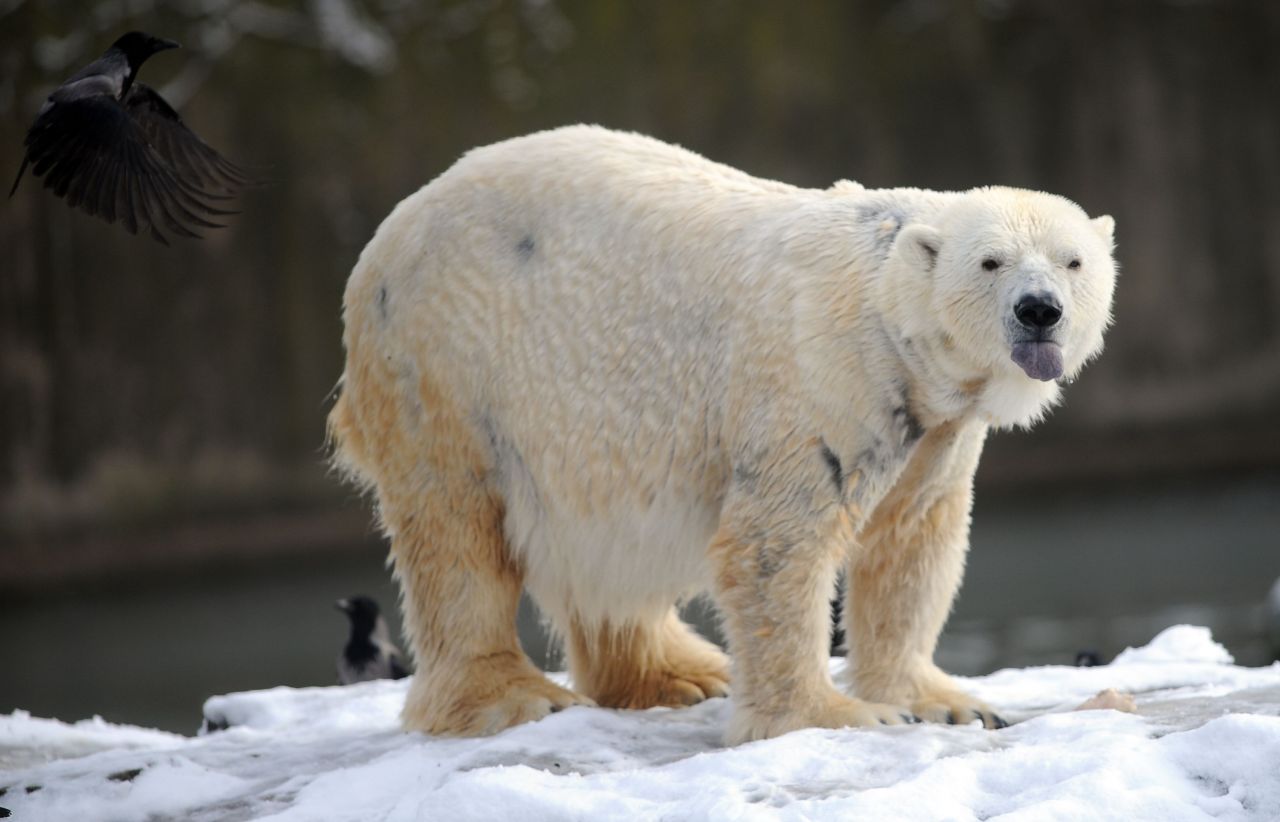 Svalbard : un ours polaire blesse un touriste venu voir l'éclipse