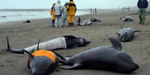 EN IMAGES. Japon : 150 dauphins s'échouent sur une plage