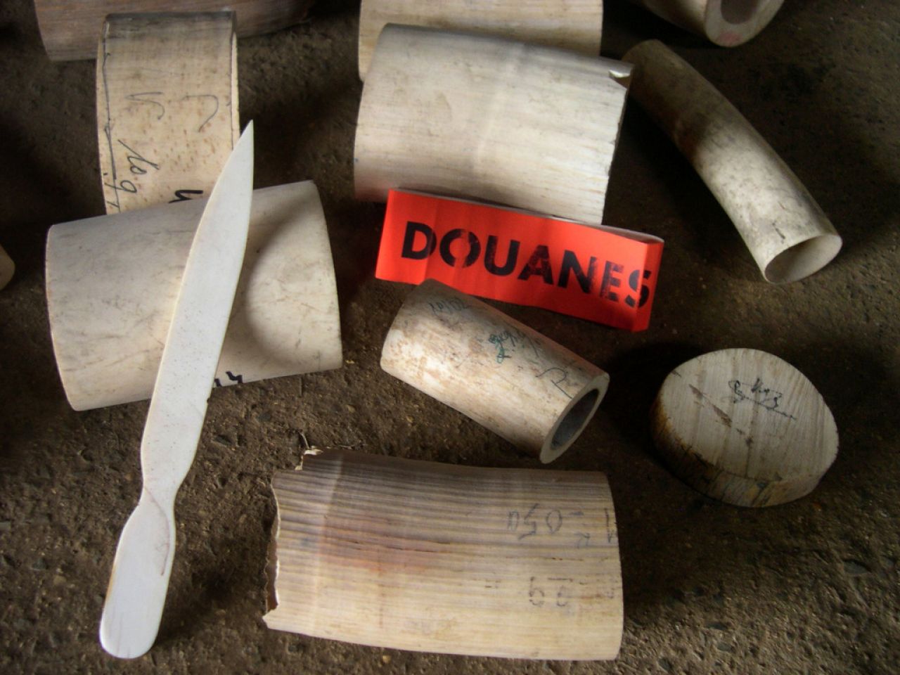 Vietnam : importante saisie d'ivoire et cornes de rhinocéros en provenance de France